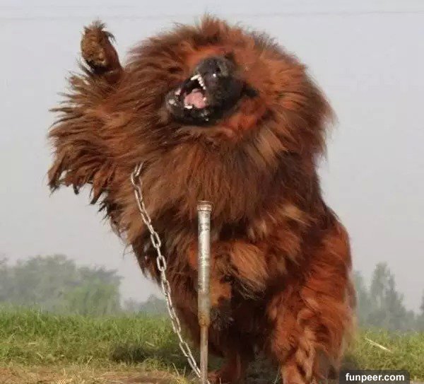 世界公認最兇狠的狗 2隻藏獒幹掉一頭獅子 世界九大頂級惡犬排行榜